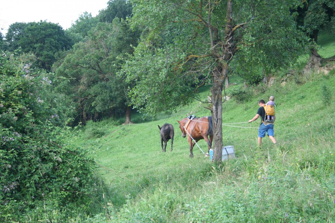 Descente de la récolte de patates