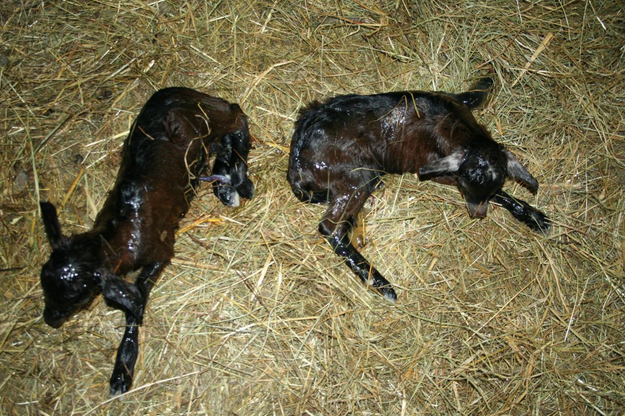 Jonquille et Joubarbe notre futur bouc