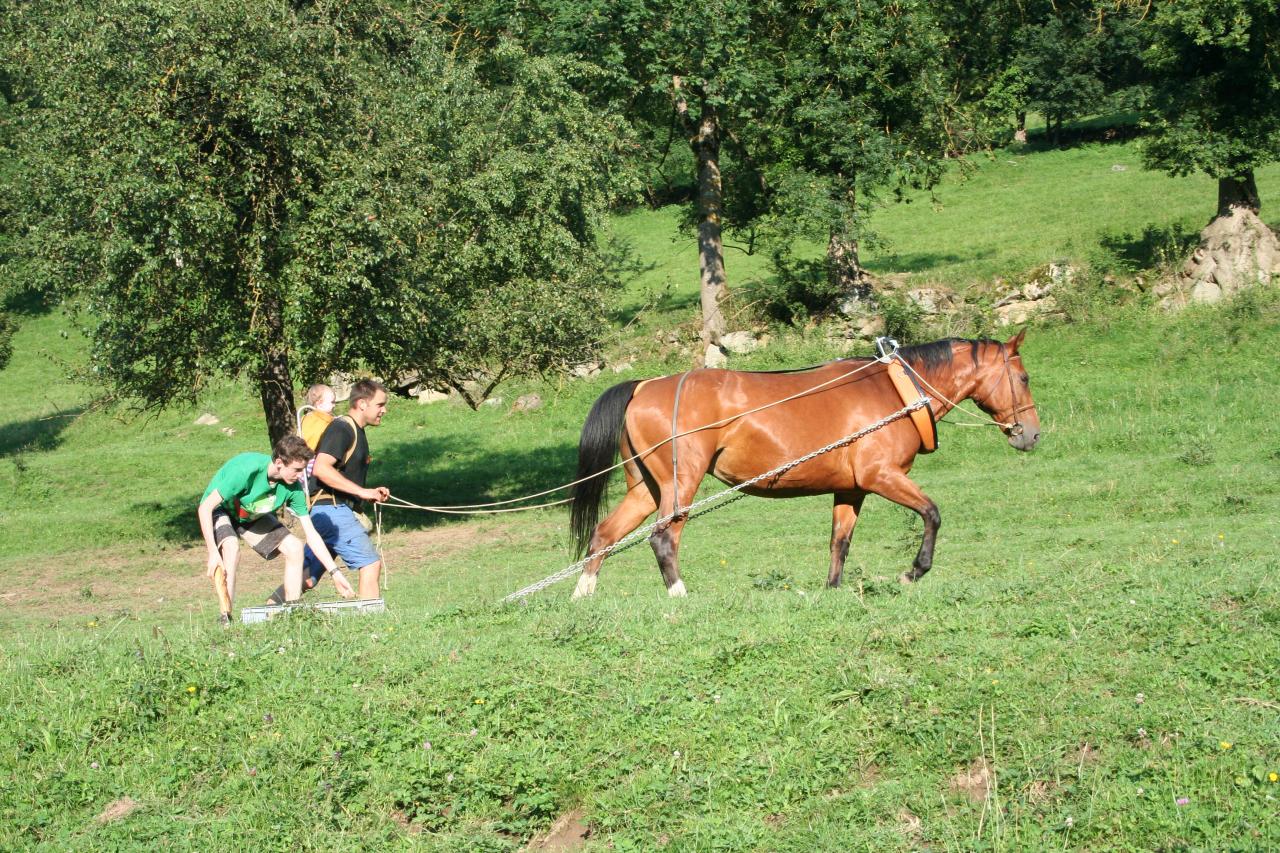 Horphée au travail